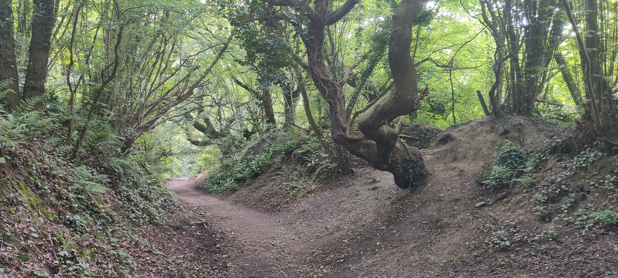 Chemin boisé